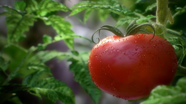 tomate 3d